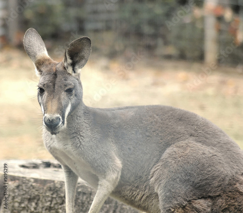 Fototapeta Naklejka Na Ścianę i Meble -  young kangaroo