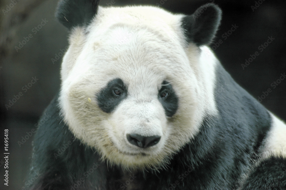 Obraz premium panda bear