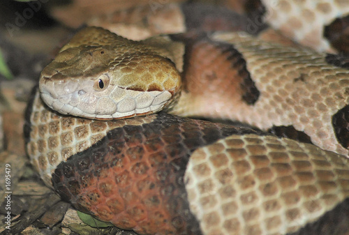 coiled rattlesnake photo