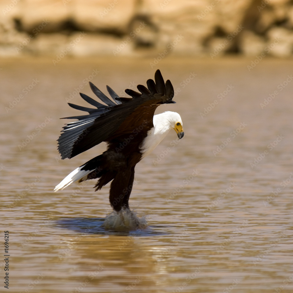 Obraz premium pygargue