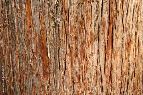 cedar bark