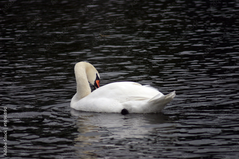 Fototapeta premium swan