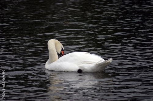 Obraz na plátně swan