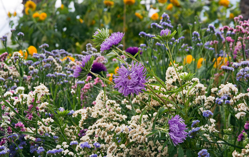 wild flower meadow