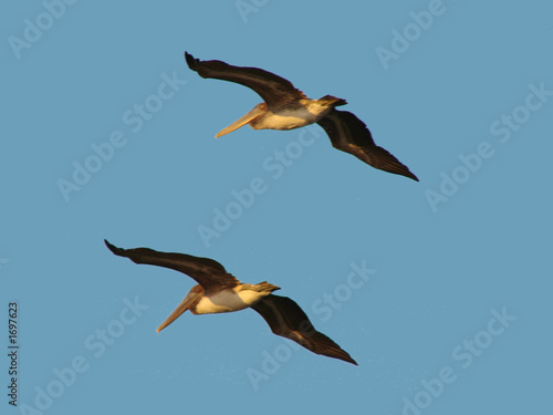 twin pelicans on blue © Pix by Marti