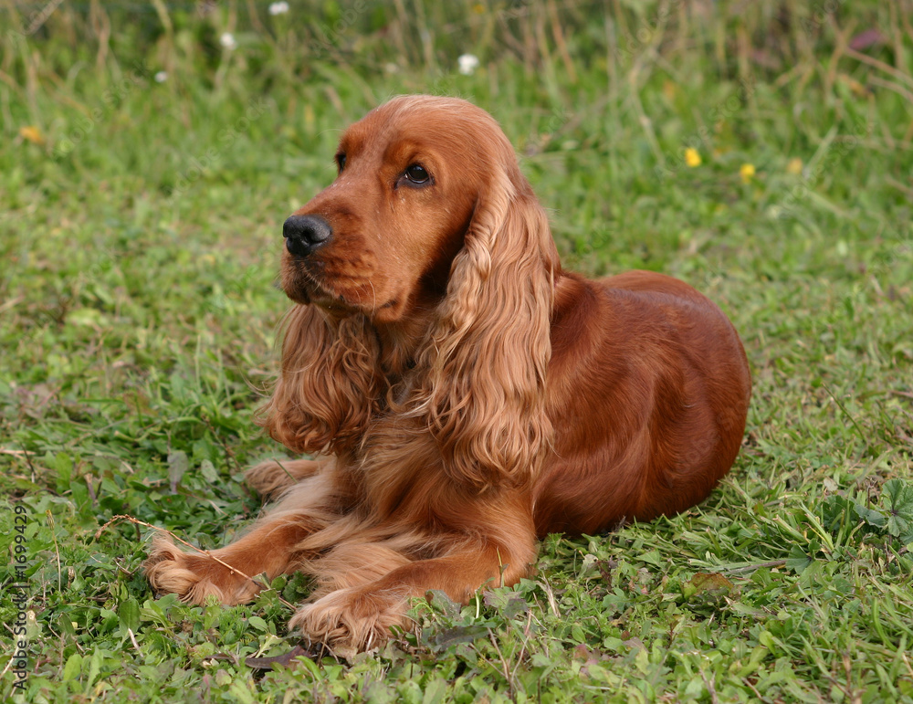 cocker anglais golden