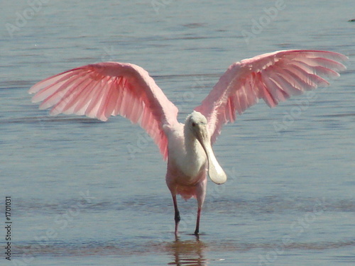 roseate spoonbill close in