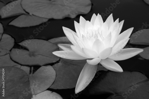 waterlily in black and white