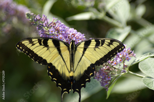butterfly 1