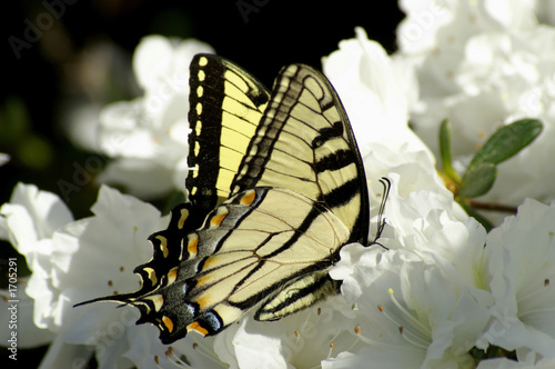 butterfly and azeleas photo