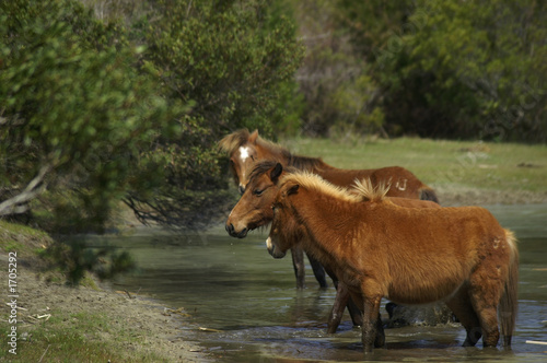 wild ponies