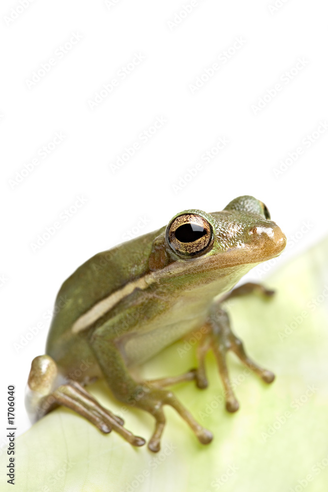 Fototapeta premium frog closeup on leaf