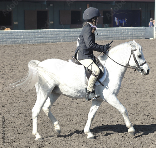 Obraz na plátně white welsh pony & rider