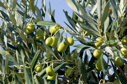Les olives vertes.