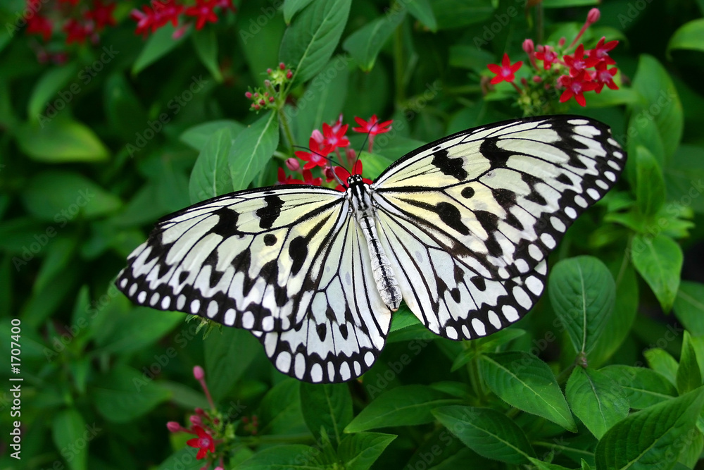 Naklejka premium butterfly