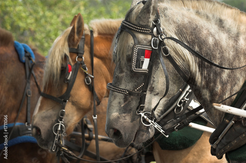 belgian horses ready for work © Wollwerth Imagery