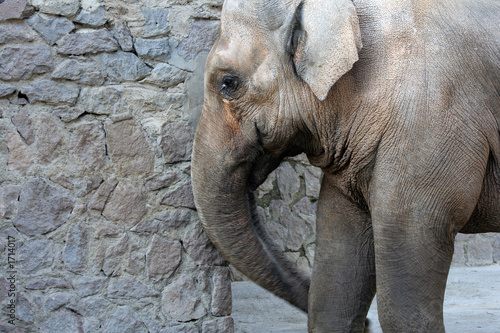 elephant photo