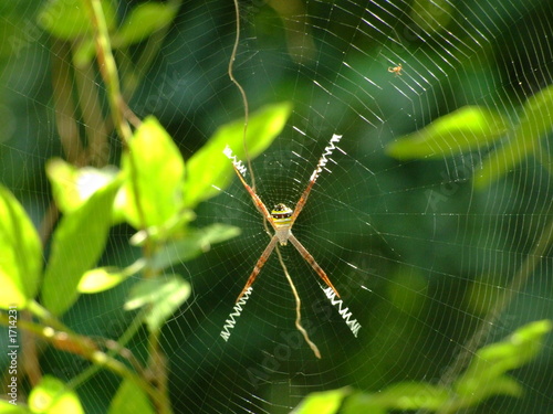 Wallpaper Mural araignee Torontodigital.ca