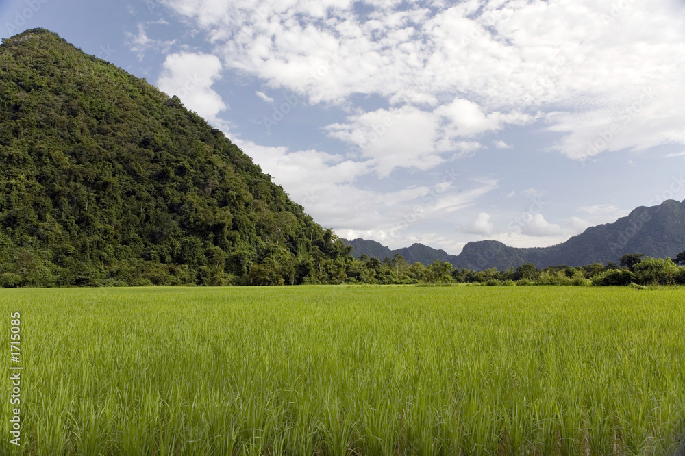 reisfeld in laos