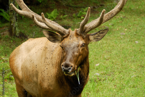 american elk or wapiti  1374 