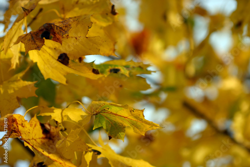 colorful autumn yellow maple leafs