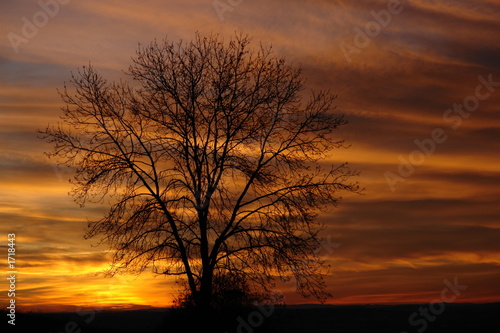 baum beim sonnenuntergang