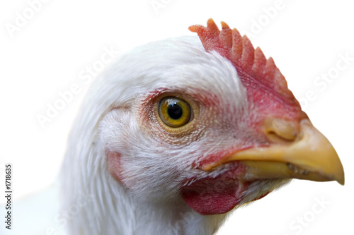 curious chicken