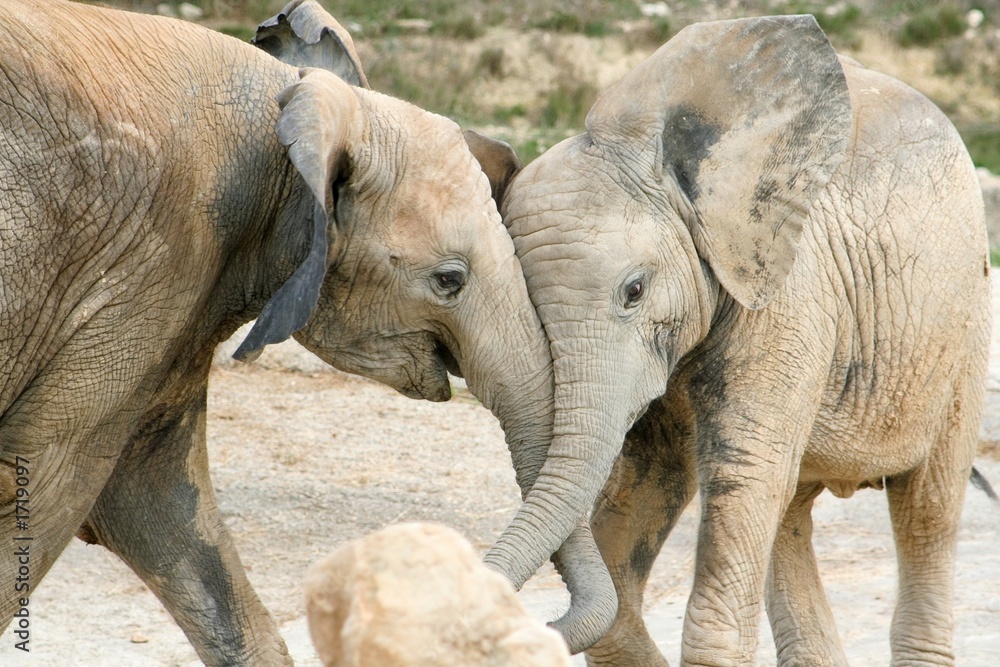 Fototapeta premium animaux 087