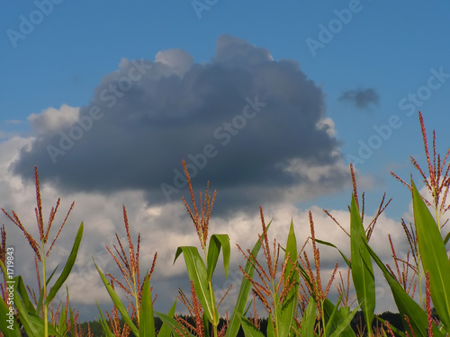 corn field avaiting a rain photo