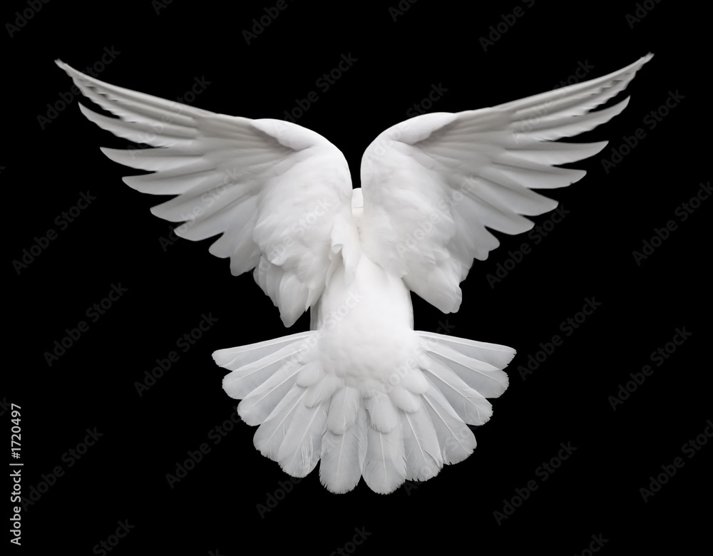 Obraz premium biała gołębica w locie 2