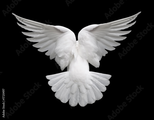 Foto white dove in flight 2