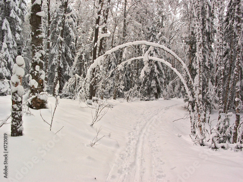 winter forest. snow arc