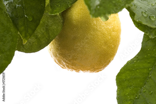 lemon tree with fruit and leaves. photo