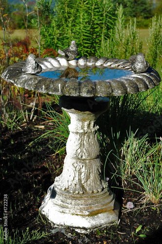 reflection in a bird bath