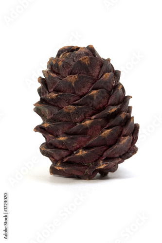pine-cone.