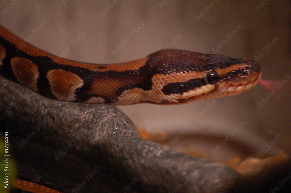 Fototapeta premium python3