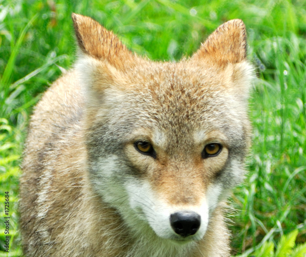 coyotes (1371_1)