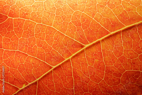 orange leaf closeup
