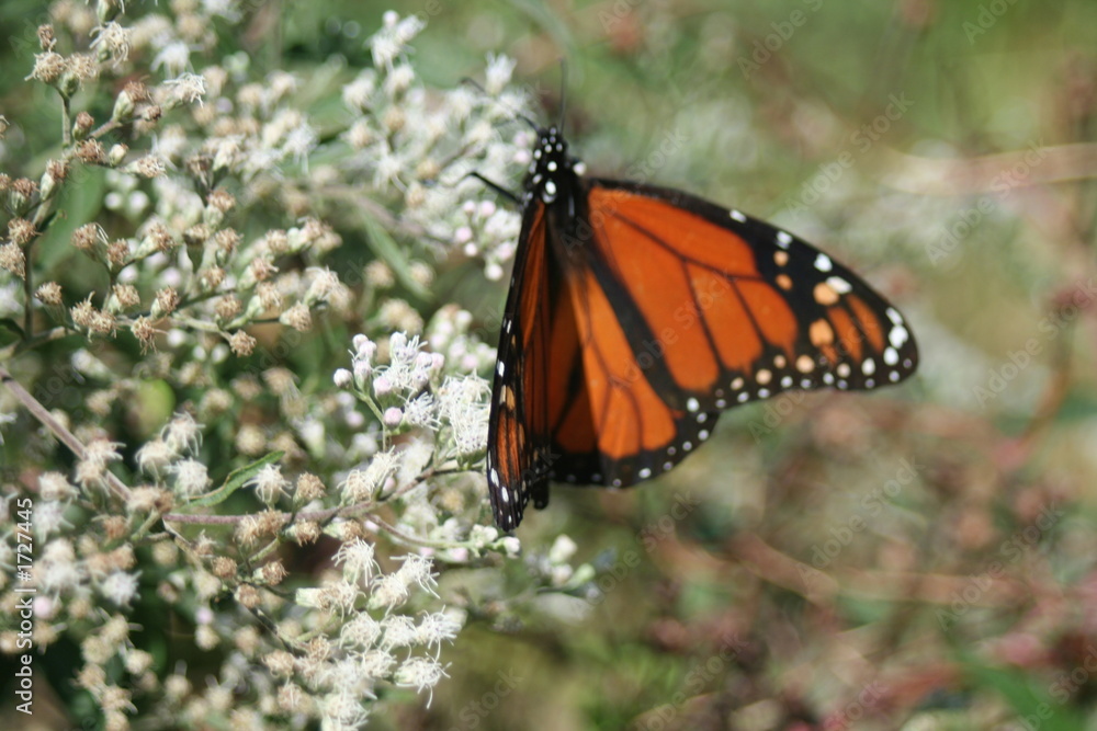 Fototapeta premium butterfly on bush 2