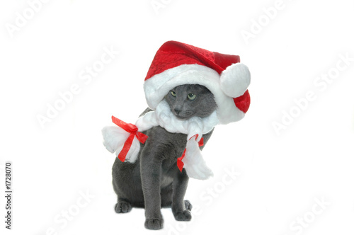 cat with red hat