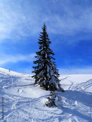 solitaire fir