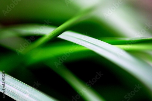 herbe douce