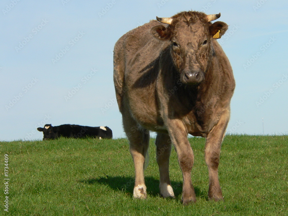 cow cow