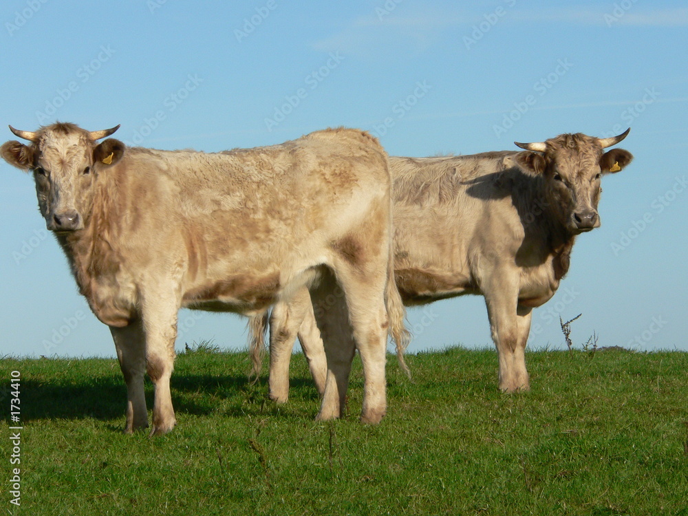 cattle cattle