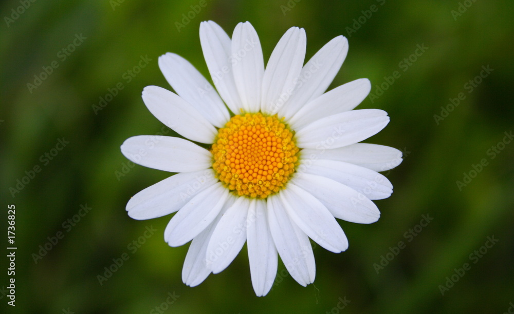 Obraz premium margherita