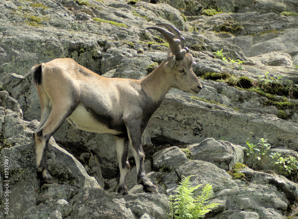 alpine ibex 6 (01389_1)