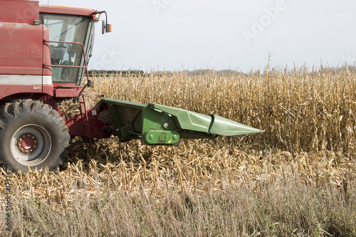 attacking the corn