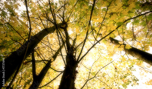 autumn canopy