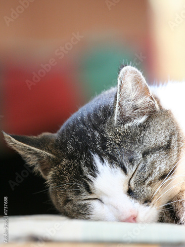 sleeping cat