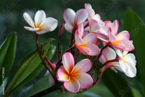 plumeria   frangipani flowers
